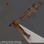 Dicranomyia (Dicranomyia) fuscinota : habitus - male
