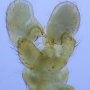 Dicranomyia (Dicranomyia) fuscinota : hypopygium