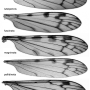 Dicranomyia (Dicranomyia) fuscinota : wing