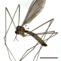 Dicranomyia (Erostrata) globithorax : habitus - male
