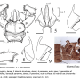 Dicranomyia (Erostrata) globithorax : hypopygium