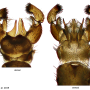 Dicranomyia (Erostrata) globithorax : hypopygium
