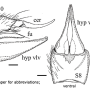Dicranomyia (Erostrata) globithorax : ovipositor