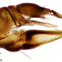 Dicranomyia (Erostrata) globithorax : ovipositor