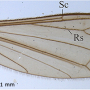 Dicranomyia (Erostrata) globithorax : wing
