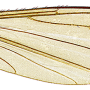 Dicranomyia (Erostrata) globithorax : wing
