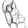 Dicranomyia (Dicranomyia) goritiensis : hypopygium
