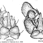 Dicranomyia (Dicranomyia) goritiensis : hypopygium
