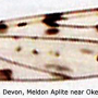 Dicranomyia (Dicranomyia) goritiensis : wing