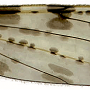 Dicranomyia (Dicranomyia) goritiensis : wing