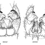 Dicranomyia (Dicranomyia) guttula : hypopygium