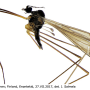 Dicranomyia (Dicranomyia) halterata : habitus - male