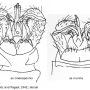 Dicranomyia (Dicranomyia) halterata : hypopygium