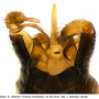 Dicranomyia (Dicranomyia) halterata : hypopygium