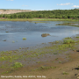 Dicranomyia (Dicranomyia) halterata : habitat