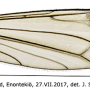 Dicranomyia (Dicranomyia) halterata : wing