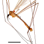 Dicranomyia (Idiopyga) halterella : habitus - male