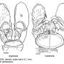 Dicranomyia (Idiopyga) halterella : hypopygium