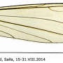 Dicranomyia (Idiopyga) halterella : wing