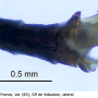 Dicranomyia (Melanolimonia) hamata : hypopygium