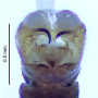 Dicranomyia (Melanolimonia) hamata : hypopygium