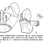 Dicranomyia (Glochina) hansiana : hypopygium