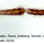 Dicranomyia (Dicranomyia) imbecilla : body part(s) - claw