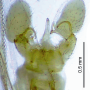 Dicranomyia (Dicranomyia) imbecilla : hypopygium