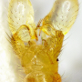 Dicranomyia (Dicranomyia) imbecilla : hypopygium