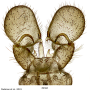 Dicranomyia (Dicranomyia) infensa : hypopygium
