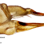 Dicranomyia (Dicranomyia) infensa : ovipositor