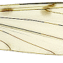 Dicranomyia (Dicranomyia) infensa : wing