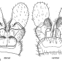 Dicranomyia (Dicranomyia) interrupta : hypopygium