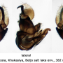 Dicranomyia (Glochina) kaszabi : hypopygium