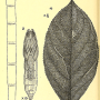 Dicranomyia (Dicranomyia) kauaiensis kauaiensis: larva