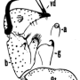 Dicranomyia (Glochina) kinensis : hypopygium