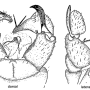 Dicranomyia (Glochina) kinensis : hypopygium