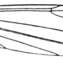 Dicranomyia (Glochina) kinensis : wing