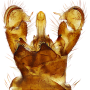 Dicranomyia (Melanolimonia) kongosana : hypopygium
