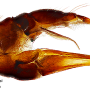 Dicranomyia (Melanolimonia) kongosana : ovipositor