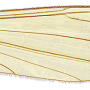 Dicranomyia (Melanolimonia) kongosana : wing
