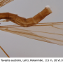 Dicranomyia (Glochina) liberta : habitus - male