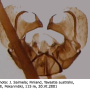 Dicranomyia (Glochina) liberta : hypopygium