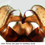 Dicranomyia (Glochina) liberta : hypopygium