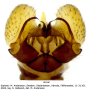 Dicranomyia (Glochina) liberta : hypopygium Dicranomyia (Glochina) liberta : hypopygium