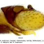 Dicranomyia (Glochina) liberta : hypopygium Dicranomyia (Glochina) liberta : hypopygium