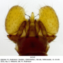 Dicranomyia (Glochina) liberta : hypopygium