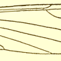 Dicranomyia (Glochina) liberta : wing
