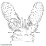 Dicranomyia (Dicranomyia) livornica : hypopygium