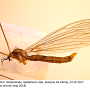 Dicranomyia (Dicranomyia) longipennis : habitus - female